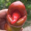 DP BBM Lucu Buah Aneh Lucu Gokil Bikin Ngakak