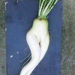 DP BBM Lucu Buah Jambu Aneh Gokil Bikin Ngakak