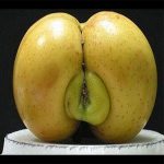 DP BBM Lucu Foto Buah Aneh Di Dunia Gokil Bikin Ngakak