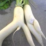 DP BBM Lucu Foto2 Buah Aneh Gokil Bikin Ngakak