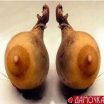 DP BBM Lucu Gambar2 Buah Aneh Gokil Bikin Ngakak