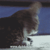 DP BBM Lucu Kucing Betina Ingin bercinta