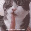 DP BBM Lucu Kucing Gambar Bergerak