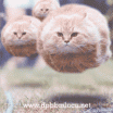 DP BBM Lucu Kucing Gendut Jomblo Cari Pacar