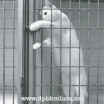DP BBM Lucu Kucing Jatuh Cinta