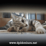 DP BBM Lucu Kucing Ngantuk Ingin Tidur