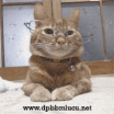 DP BBM Lucu Kucing Pakai Kaca Mata Bikin Ngakak