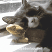 DP BBM Lucu Kucing Perkosa Ular Kobra