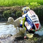 DP BBM Lucu Valentino Rossi Mengembala Kambing